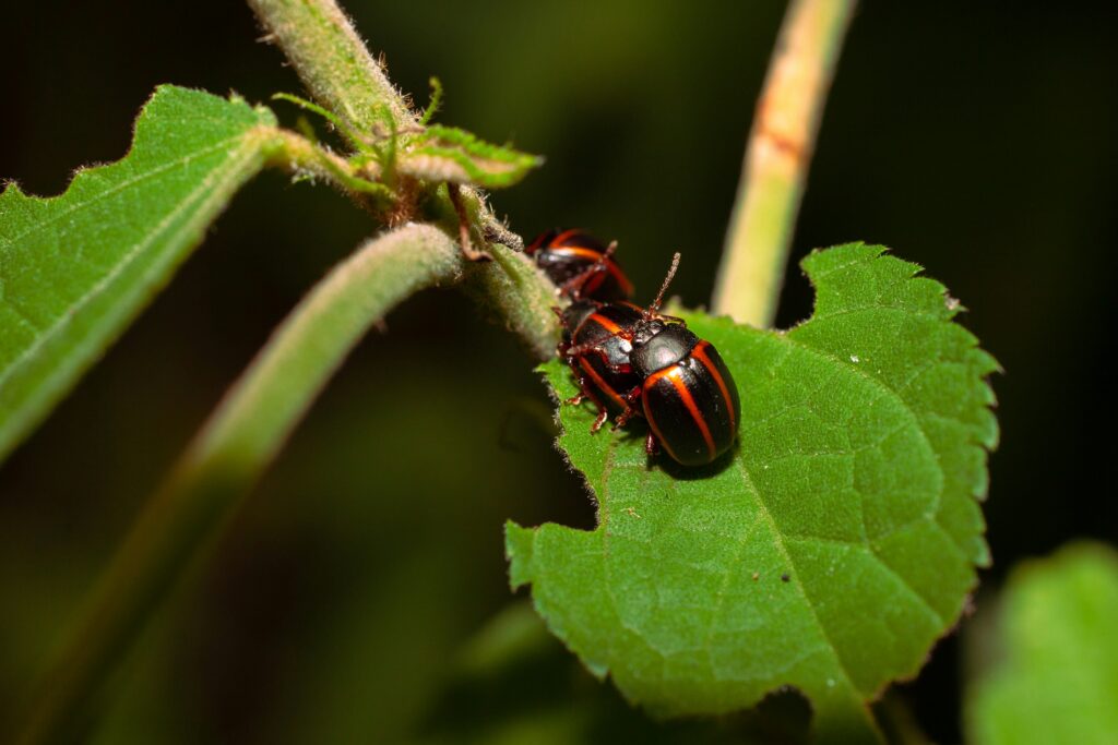 Insecte sur une feuille